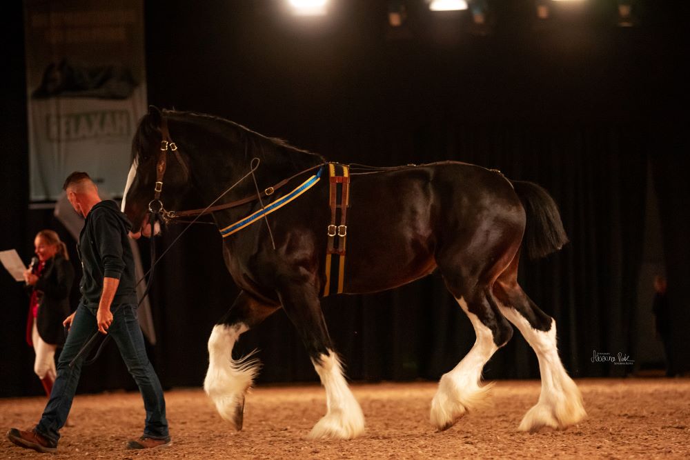 Hund und Pferd 2023 Shire Horses